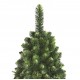 Young Pine Christmas Tree